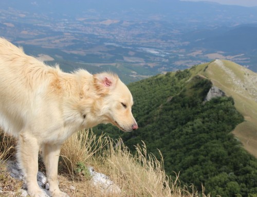 Vacation with your dog in Umbria